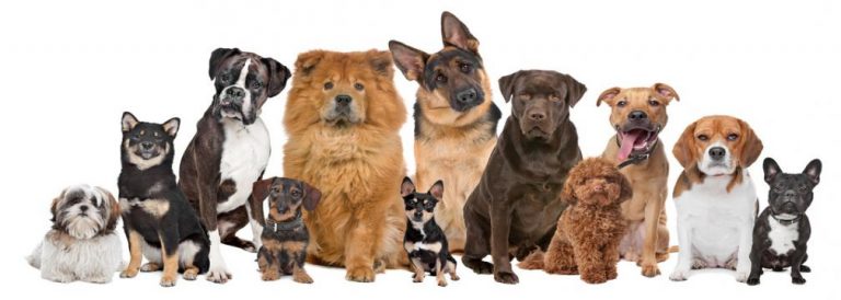 4-H Dog Show
