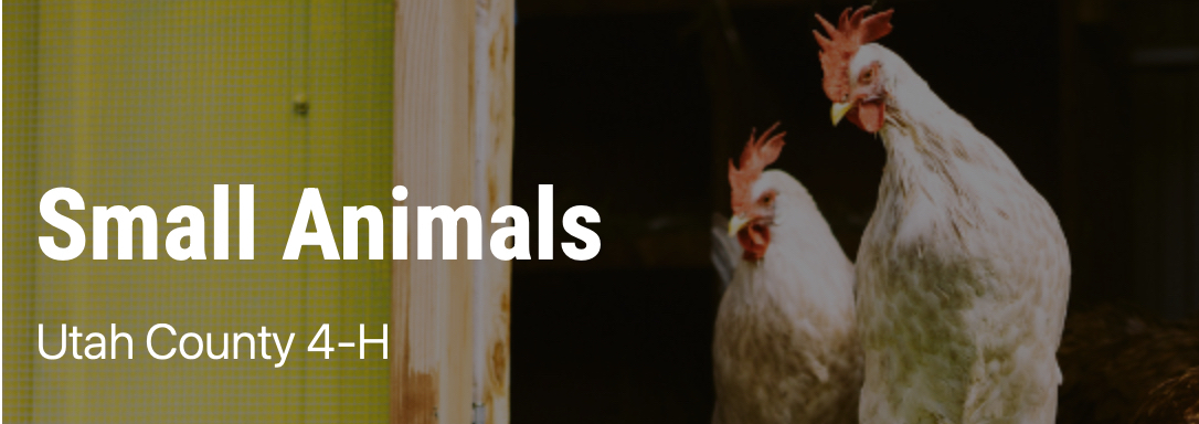 4-H Small Animals Show