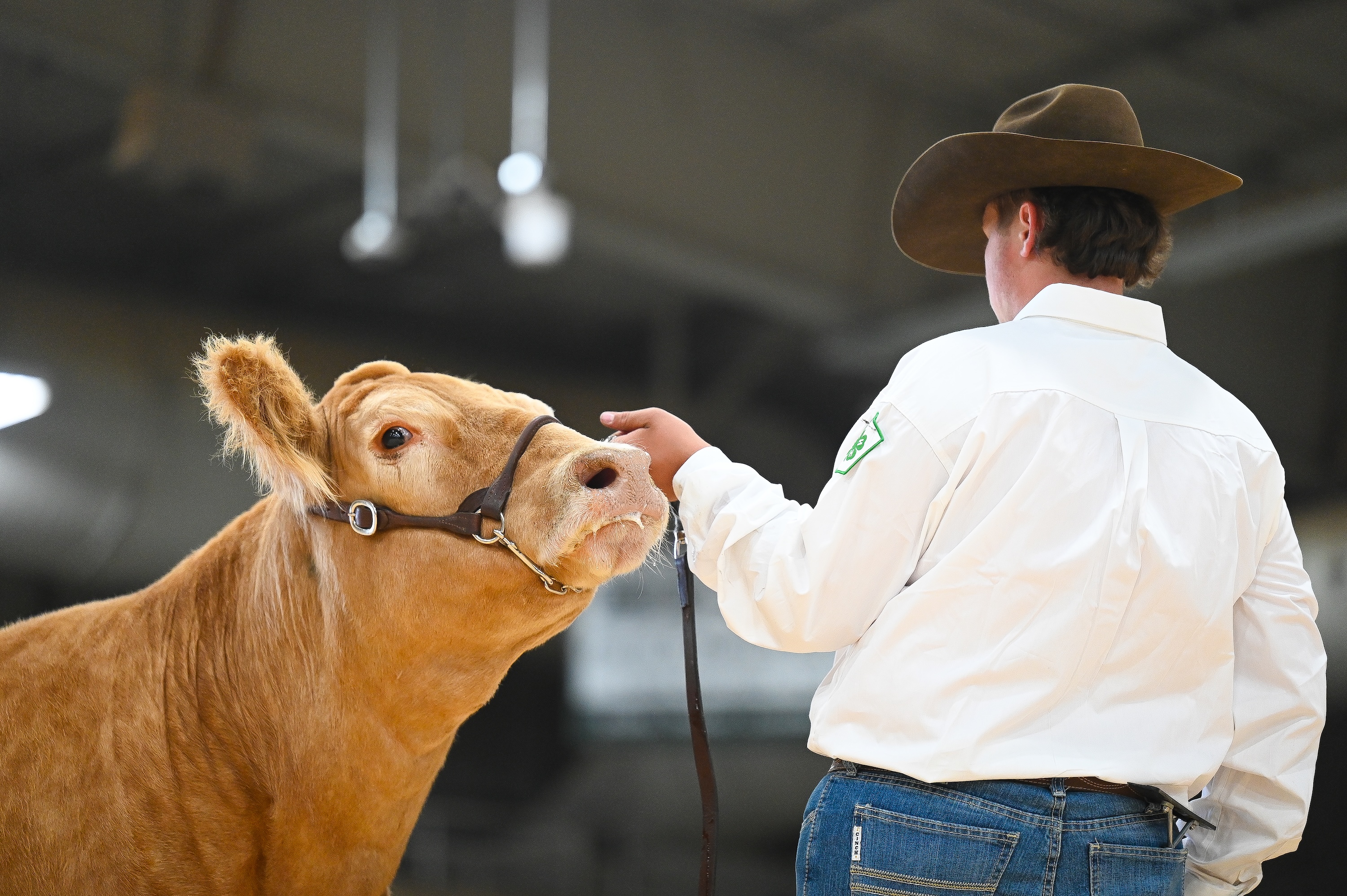 4-H Beef Showmanship