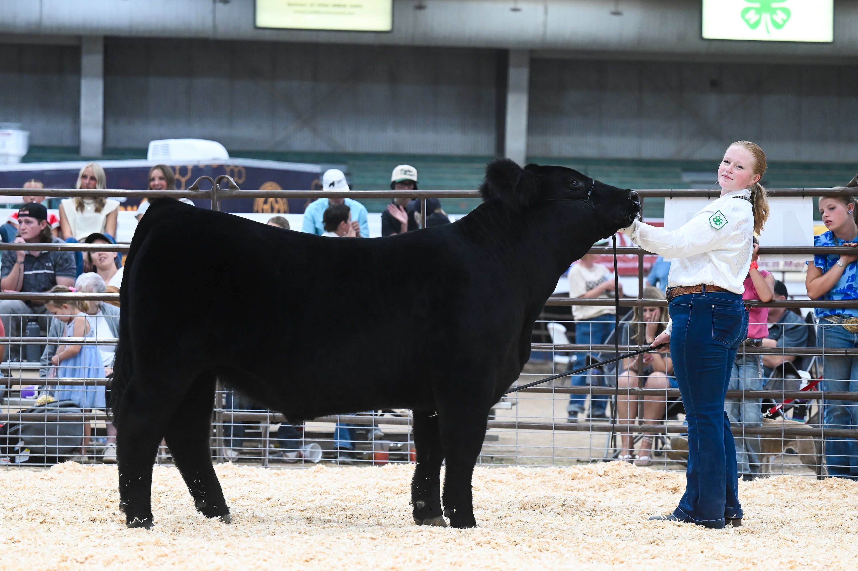 4-H Market Beef Show