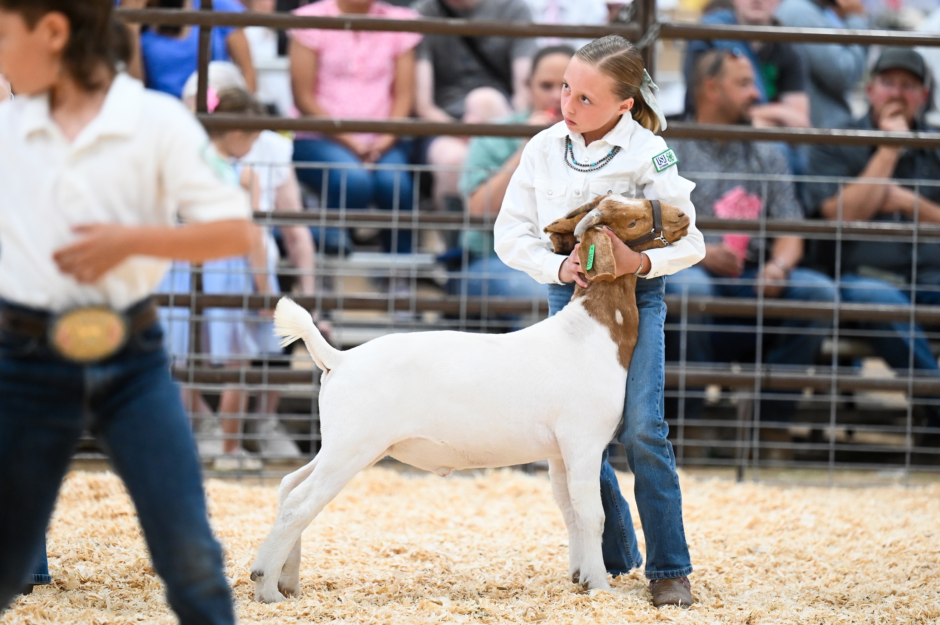 4-H Market Goat Show