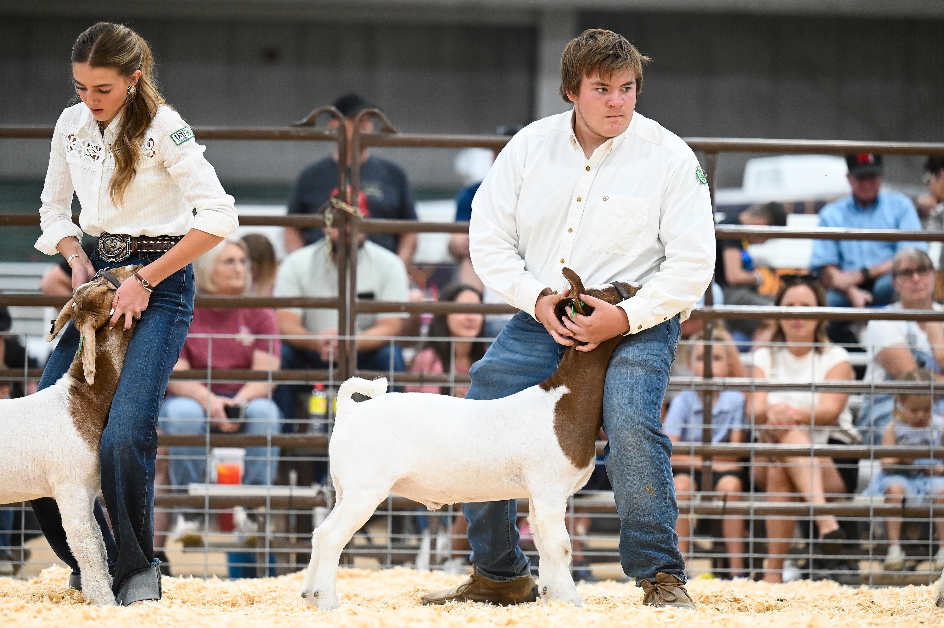 4-H Goat Showmanship