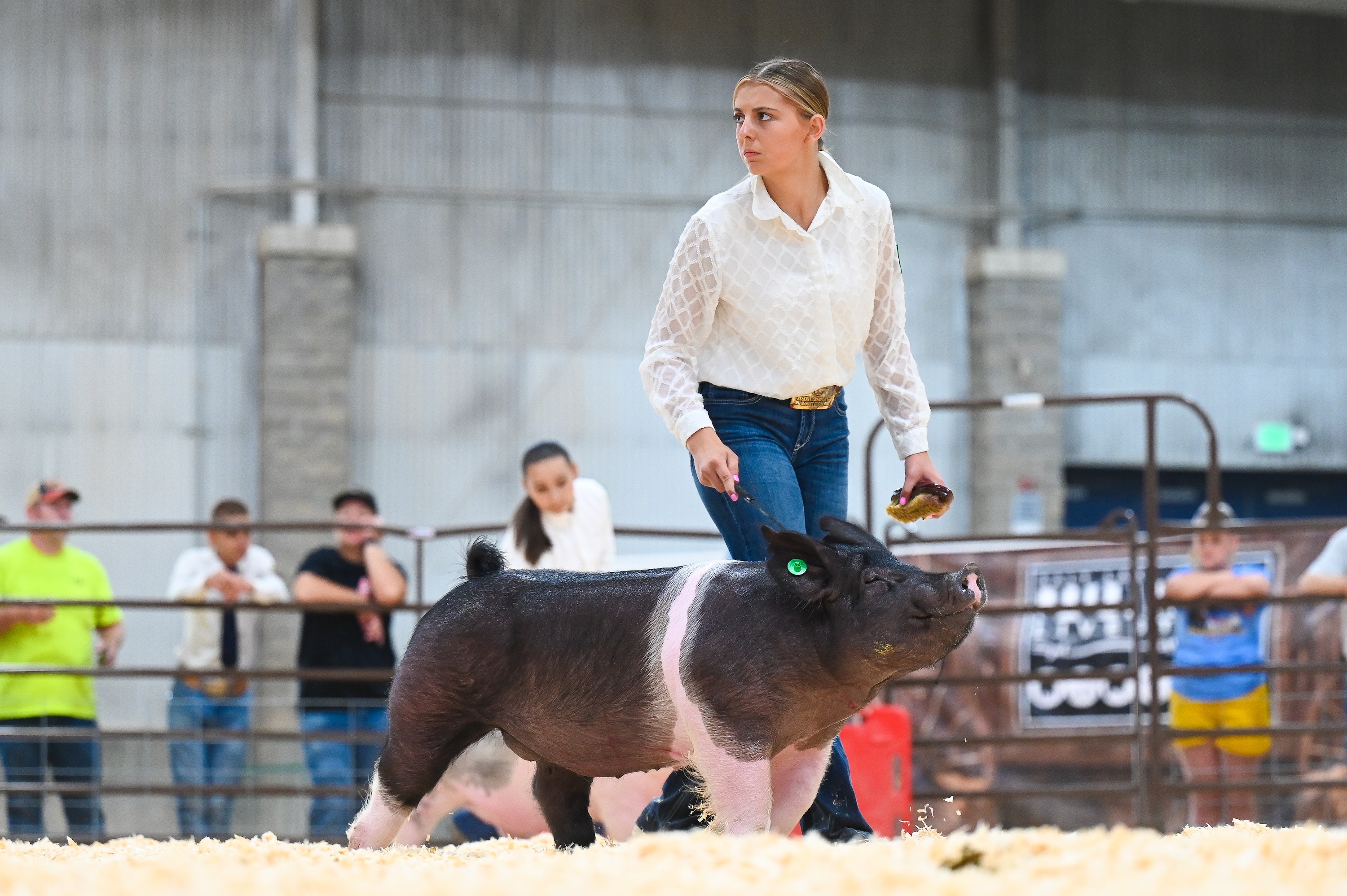 4-H Market Hog Show