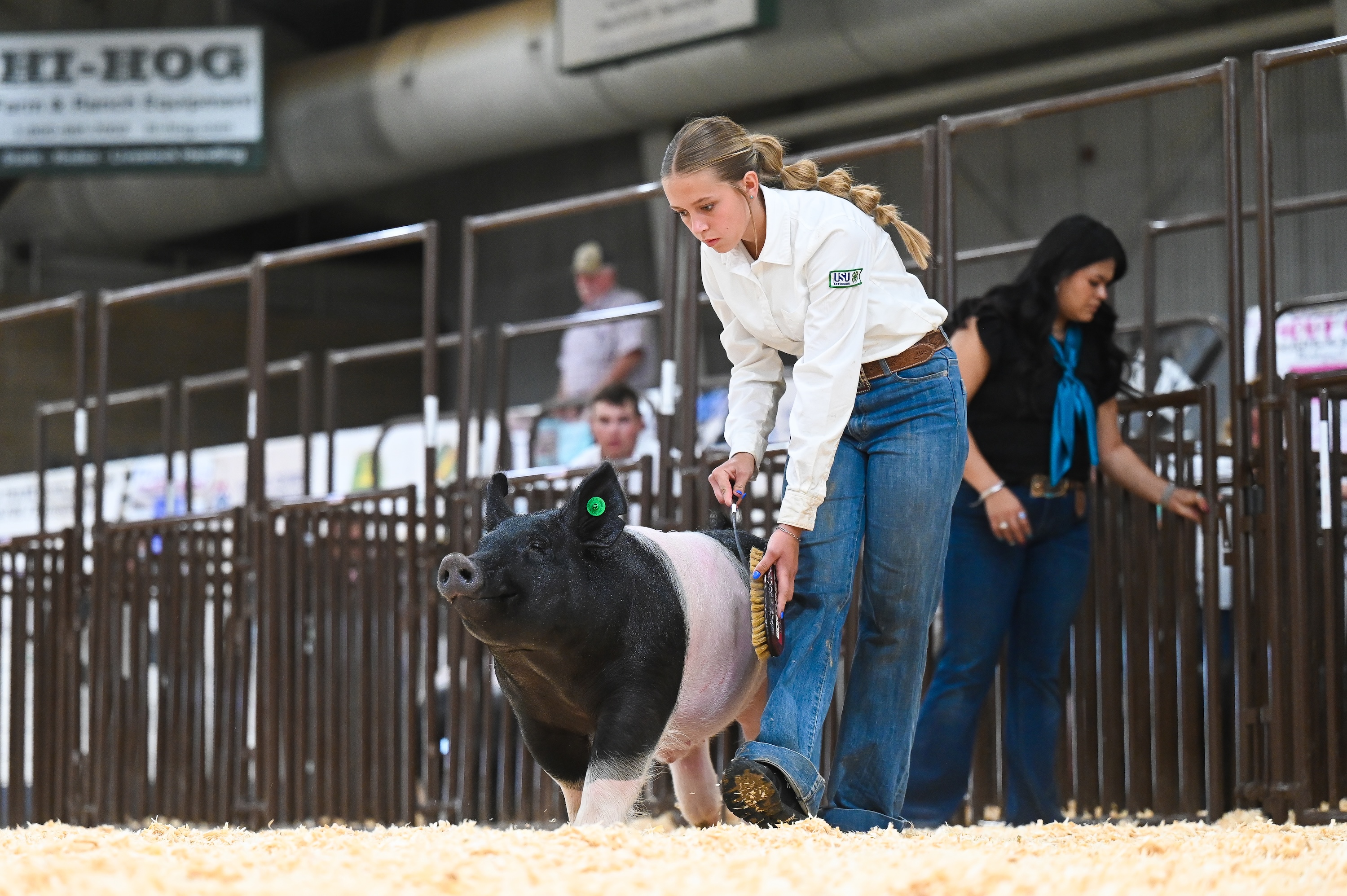 4-H Hog Showmanship