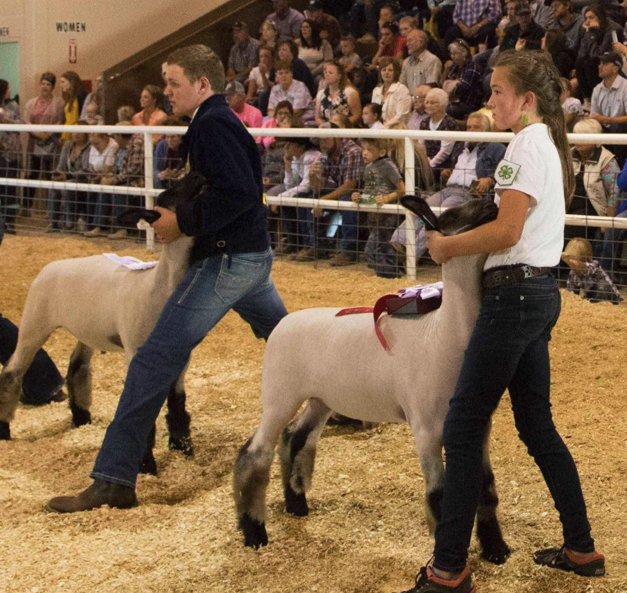 4-H Market Sheep Show