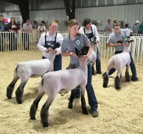 4-H Sheep Showmanship